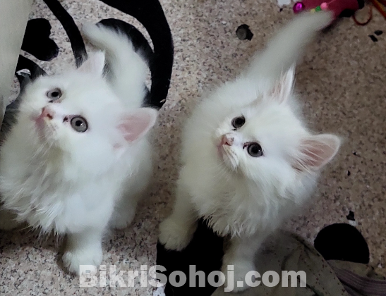 Parisin female kitten and mother cat